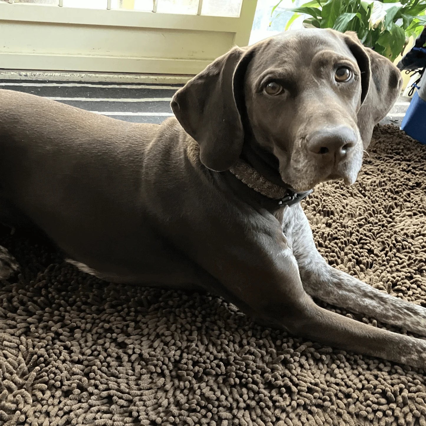 Pjus | koiran unelma