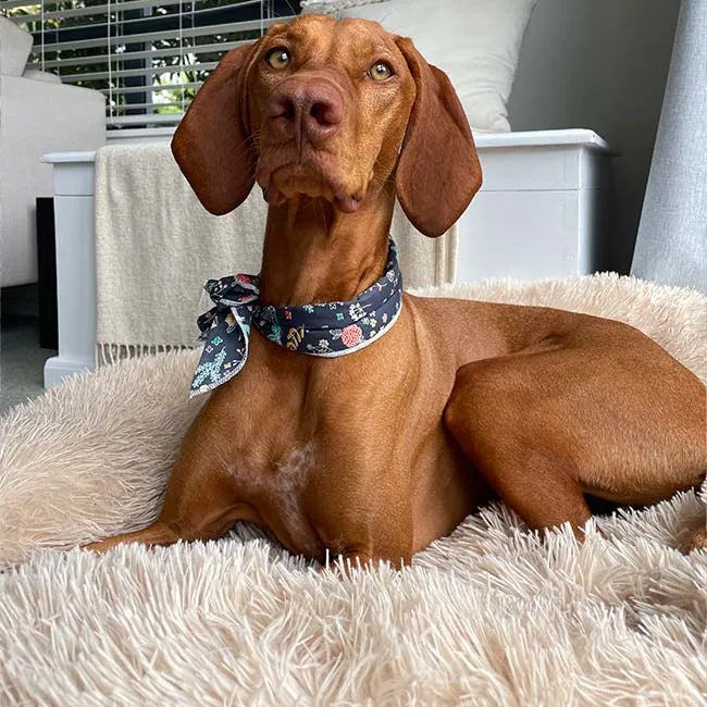 Brooklyn® Deep Sleep -lemmikkisänky