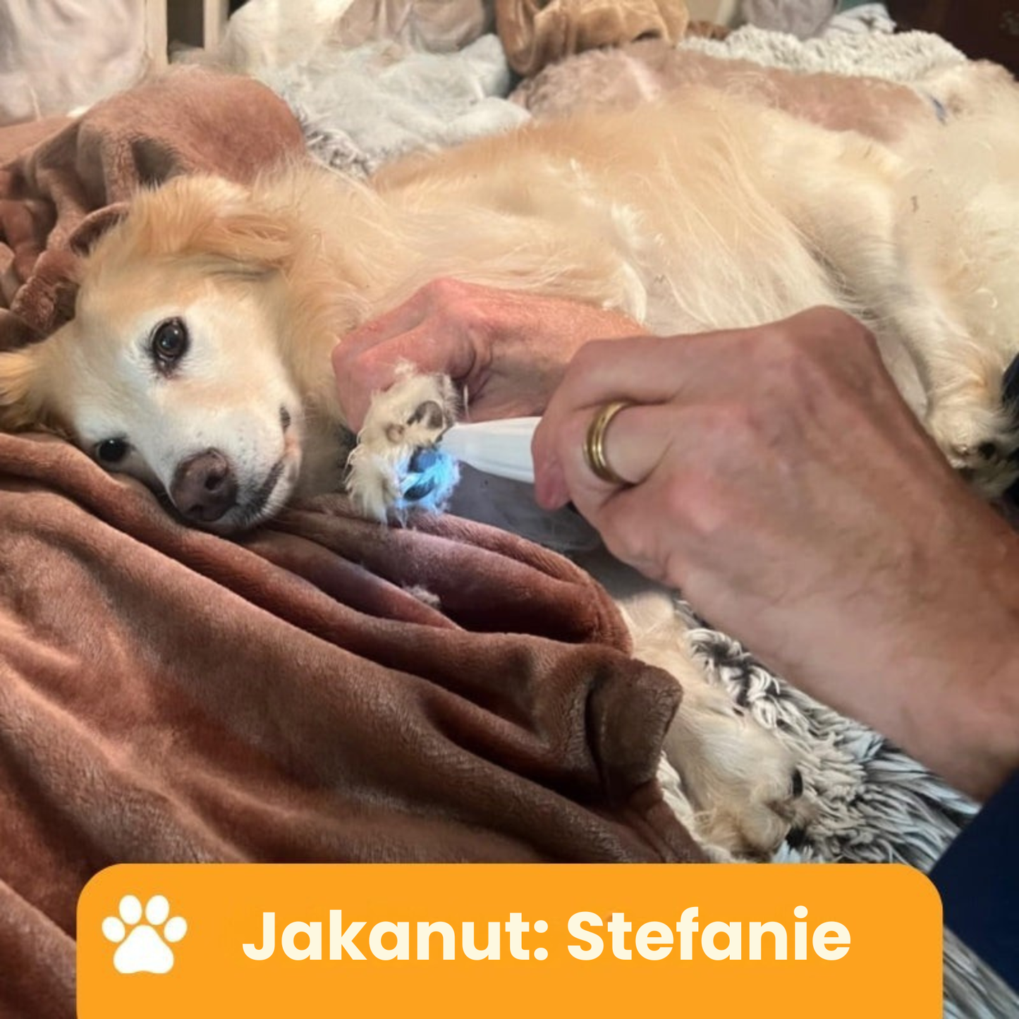 Kirsio Pro™ | Kivuton tassujen hoito sekunneissa